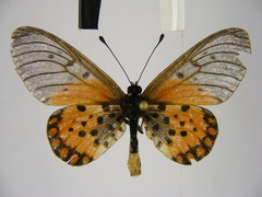 Acraea leucographa