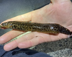 Ribbon Prickleback photo 3