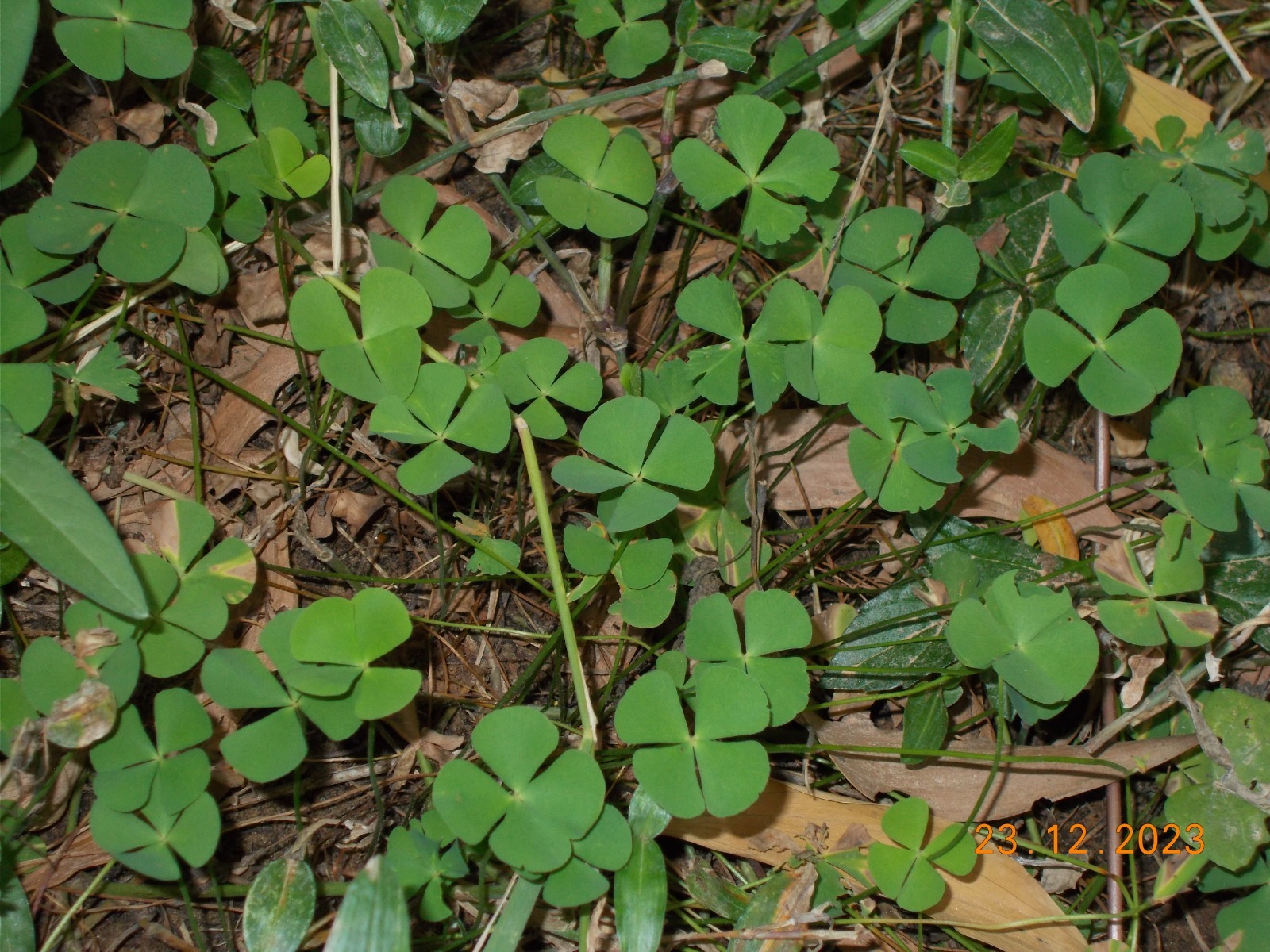 Marsilea crenata — ảnh 3