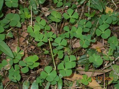 Marsilea crenata, photograph (c) RT, some rights reserved (CC BY)