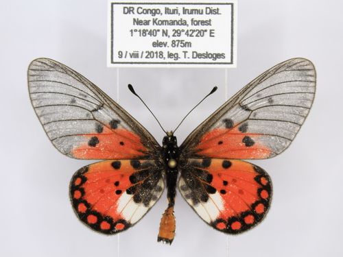 Acraea endoscota