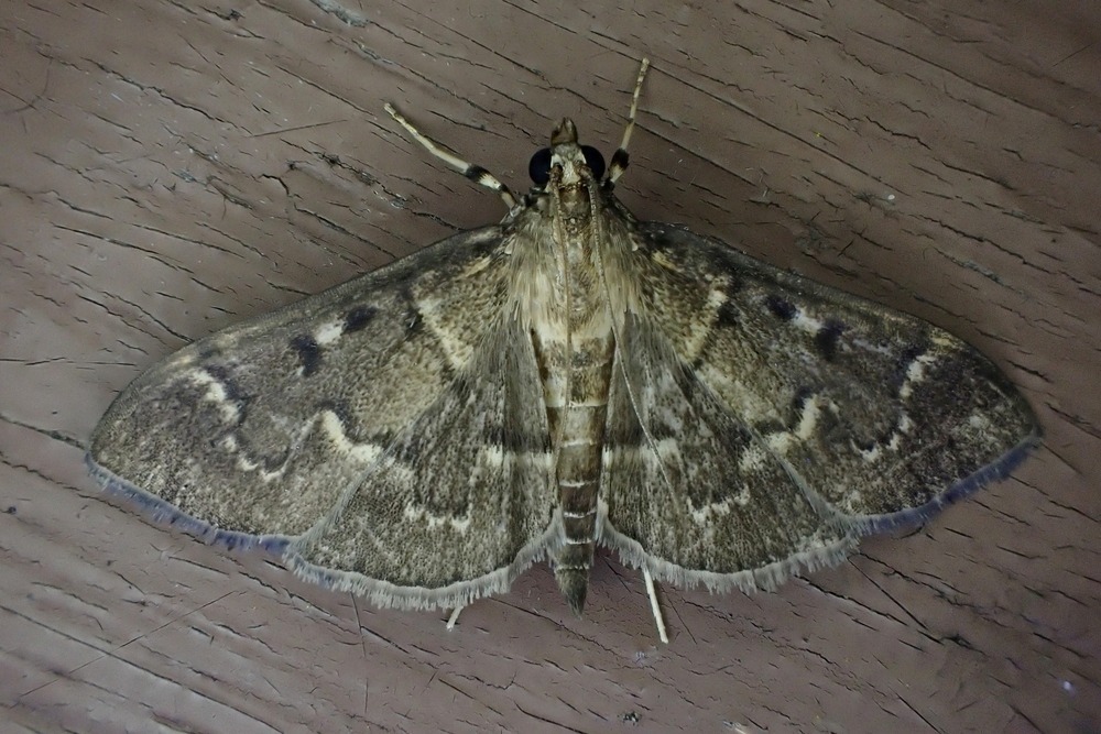 Herpetogramma griseolineata