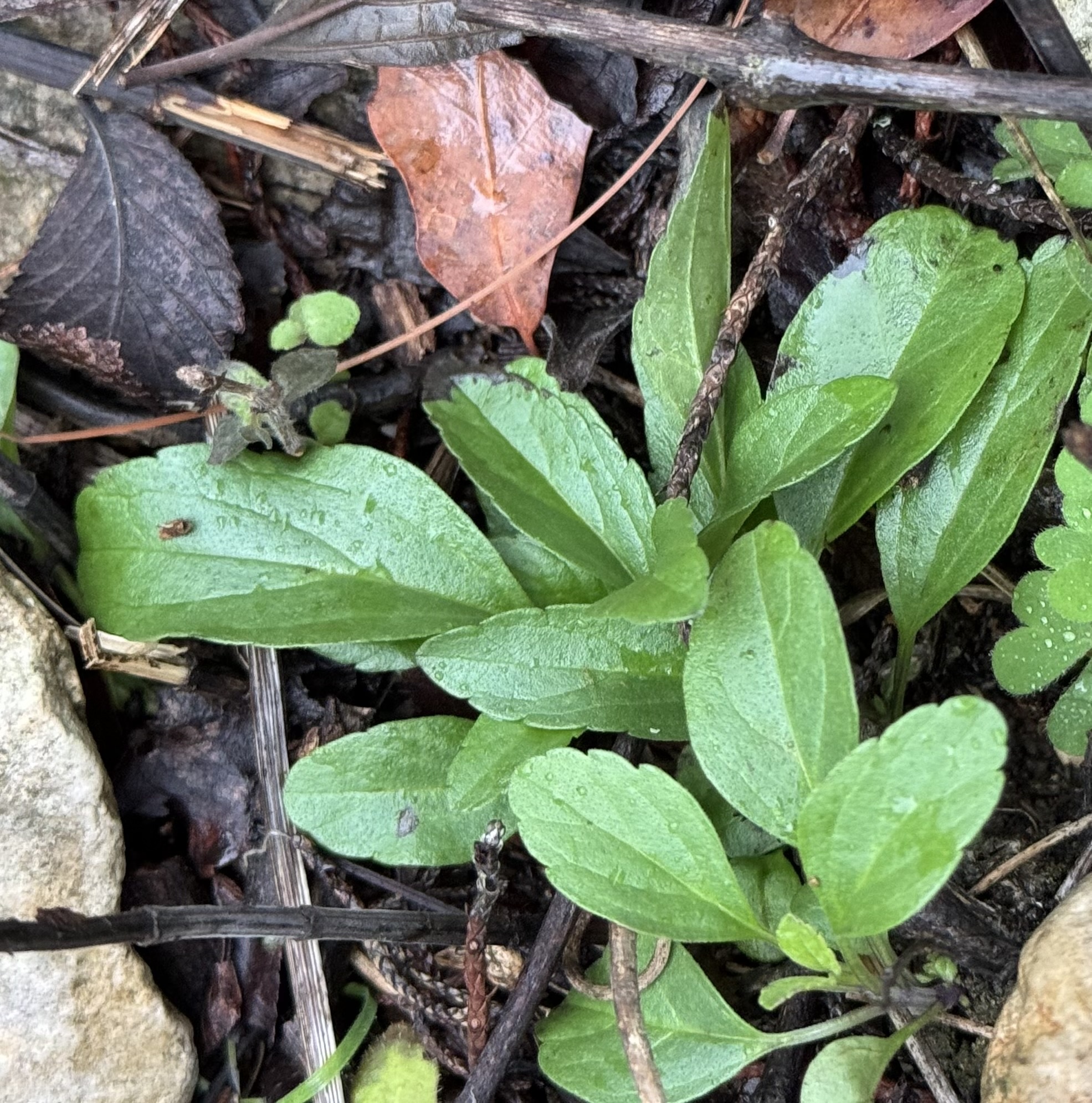 Imagem de Salvia Azul