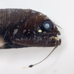 Snaggletooth photo 2