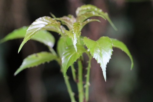 White-flowered Raspberry (Rubus leucanthus)