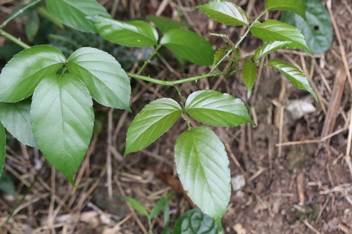 Image of Rubus leucanthus by no rights reserved