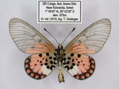 Acraea endoscota