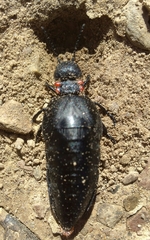 Physomeloe corallifer