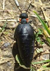 Physomeloe corallifer