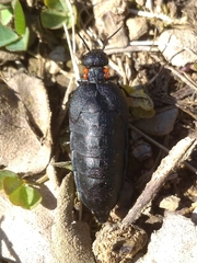 Physomeloe corallifer