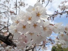 Prunus × yedoensis