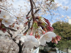 Prunus × yedoensis
