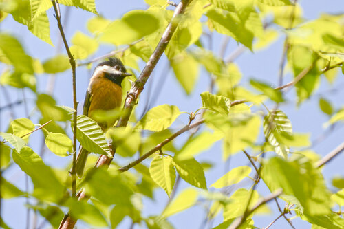 Pere David's Tit (Poecile davidi)