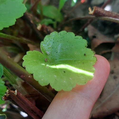Image of Salvia procurrens by (c) Naelin, some rights reserved (CC BY)