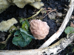 Brassica oleracea gemmifera