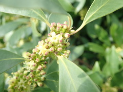 Ilex integra