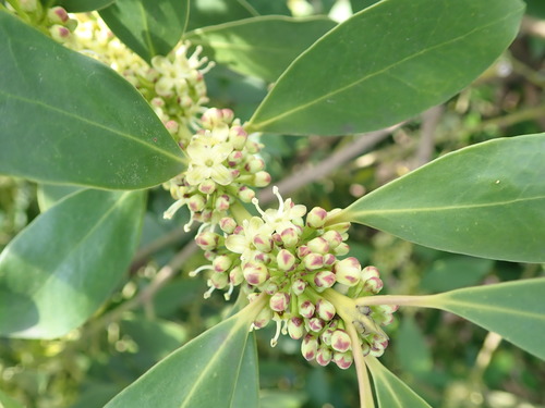 Image of Ilex integra by (c) Yoshihiro Tokue, some rights reserved (CC BY)