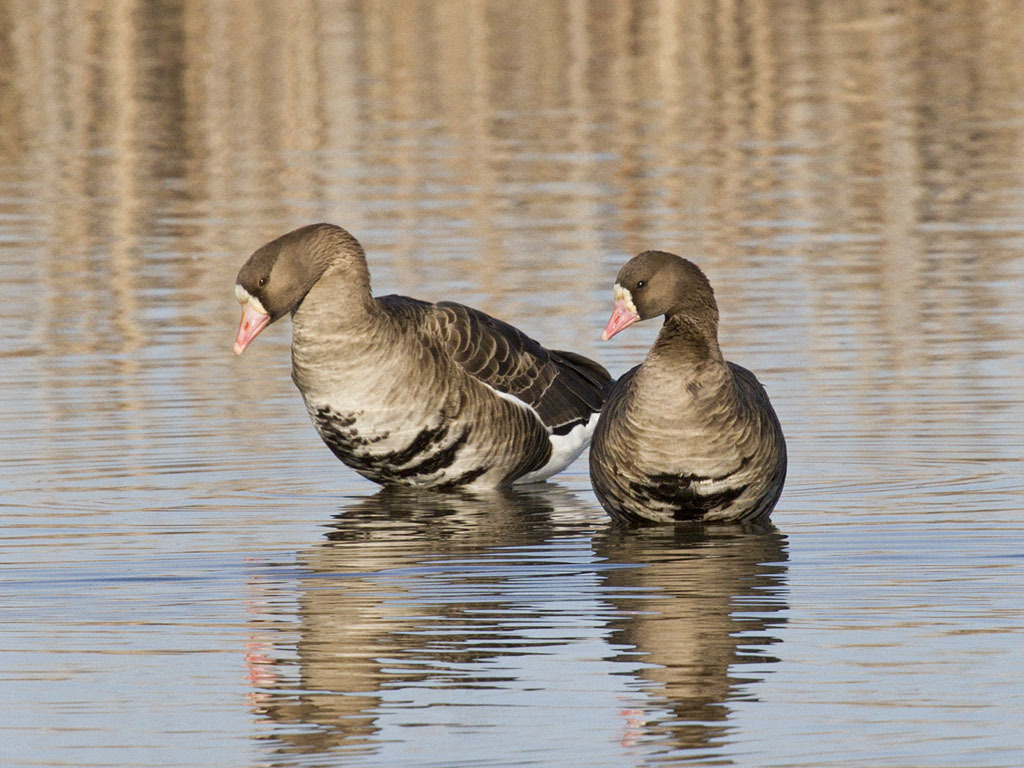 Greater White-fronted Goose x Lesser White-fronted Goose