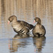 Pacific White-fronted Goose - Photo (c) Bill Bouton, some rights reserved (CC BY-SA)