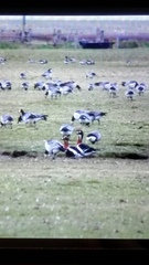 Branta ruficollis