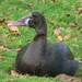 Southern Spur-winged Goose - Photo (c) 
BS Thurner Hof, some rights reserved (CC BY-SA)