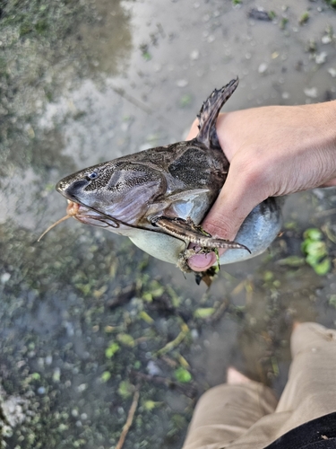 Granulated catfish (Pterodoras granulosus) — Doradidae — 4