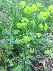 Euphorbia amygdaloides