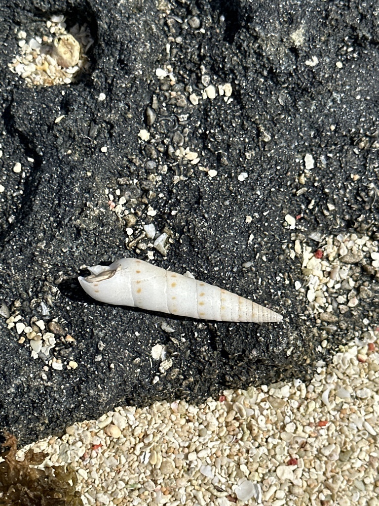 Terebrinae from Inyeug, Vanuatu, VU on January 25, 2024 at 07:09 AM by ...