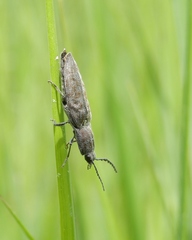 Actenicerus siaelandicus