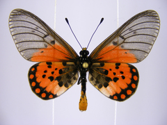 Acraea leucographa