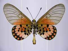 Acraea leucographa