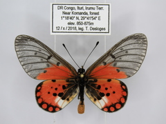 Acraea leucographa