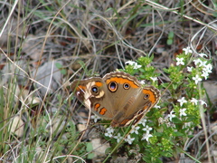 Junonia coenia coenia