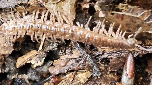 Common Flat-backed Millipede, photo 8 of 8