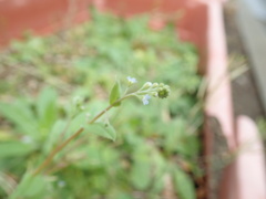 Trigonotis peduncularis