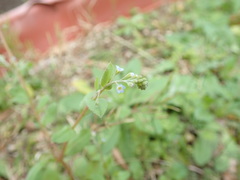 Trigonotis peduncularis