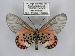 Acraea leucographa