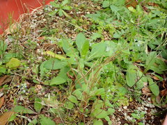 Trigonotis peduncularis