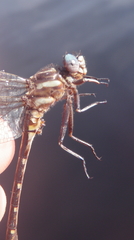 Phanogomphus exilis