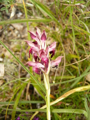 Anacamptis coriophora