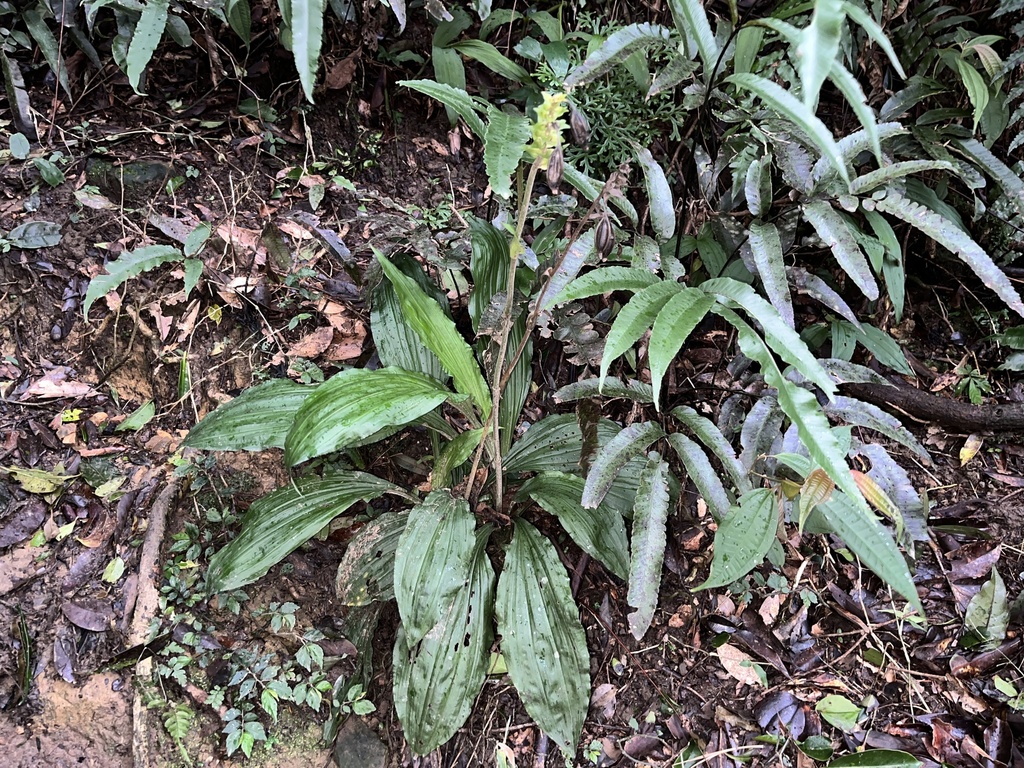 Christmas Orchid In January 2024 By Allen Chen INaturalist   Large 