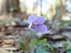 Viola grypoceras