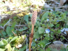 Equisetum arvense