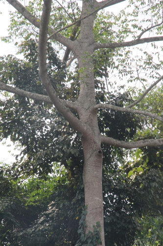 Maesopsis eminii, photograph 4