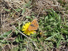 Polygonia c-aureum