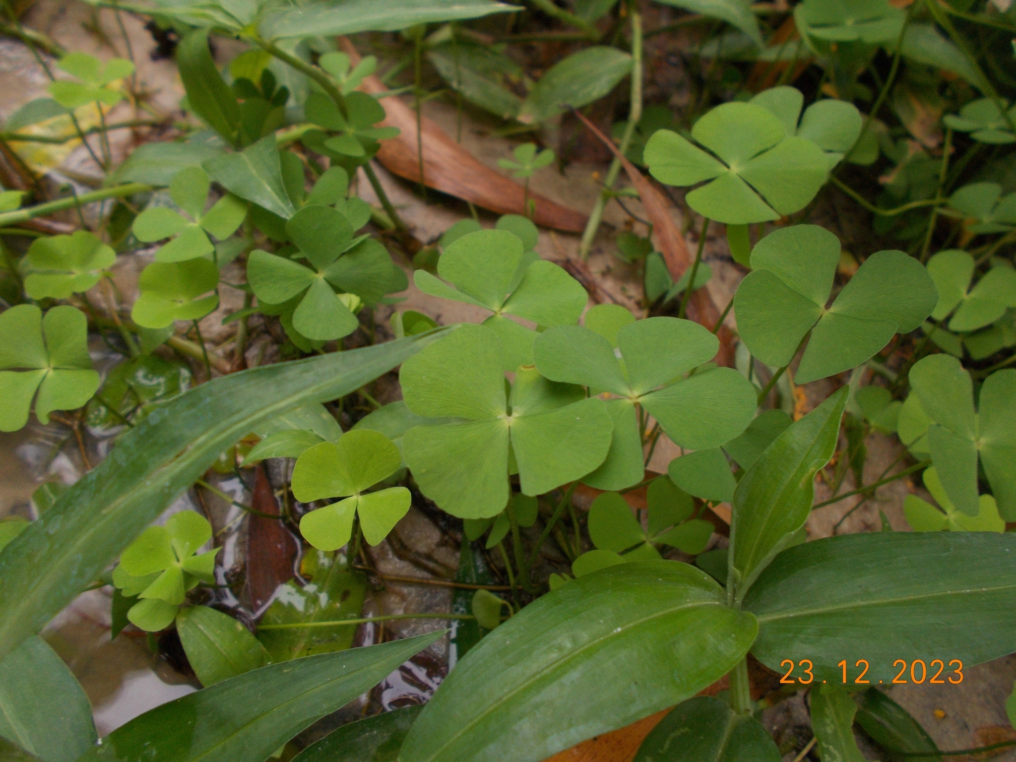Marsilea crenata (Marsilea crenata)