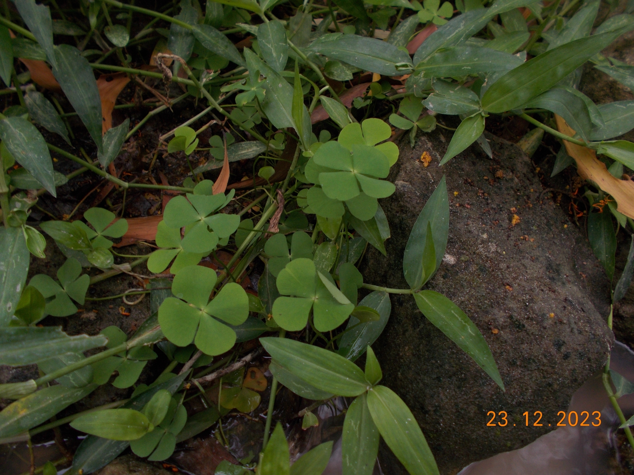 Marsilea crenata — ảnh 2