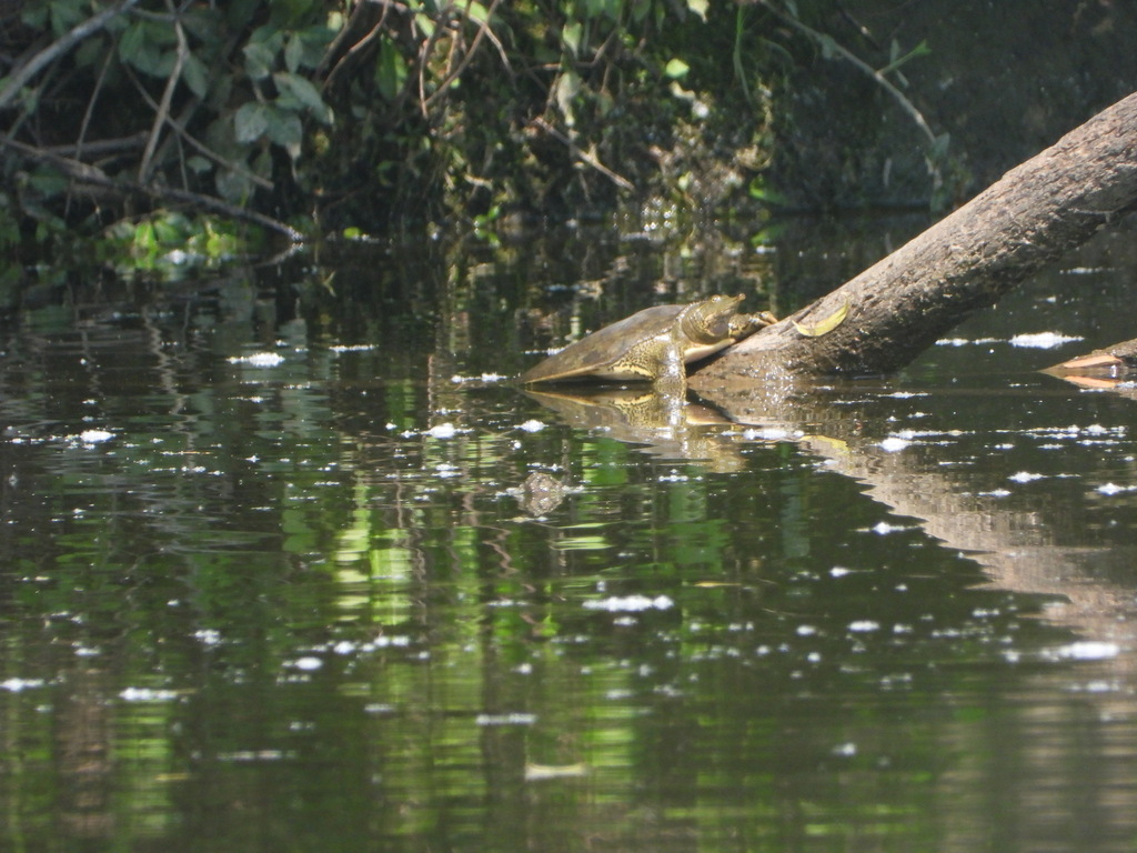 Softshell Turtle Tn Spiny Softshell from Hendersonville, TN, USA on May 23, 2021 at 08:18 ...