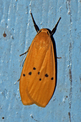 Macotasa orientalis