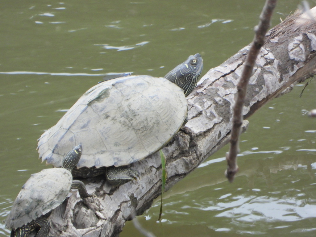 False Map Turtle in April 2021 by diomedea_exulans_li · iNaturalist